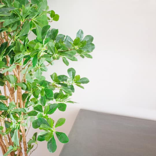 6ft. Potted Black Olive Tree